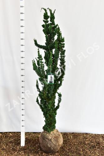 Cypřišek Lawsonův 'Wissels Saguaro' - Chamaecyparis lawsoniana 'Wissels Saguaro'