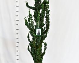 Cypřišek Lawsonův 'Wissels Saguaro'