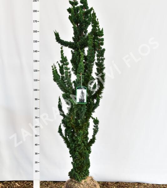 Cypřišek Lawsonův 'Wissels Saguaro' - Chamaecyparis lawsoniana 'Wissels Saguaro'