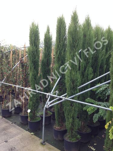 Cypřiš stálezelený 'Pyramidalis' - Cupressus sempervirens 'Pyramidalis'