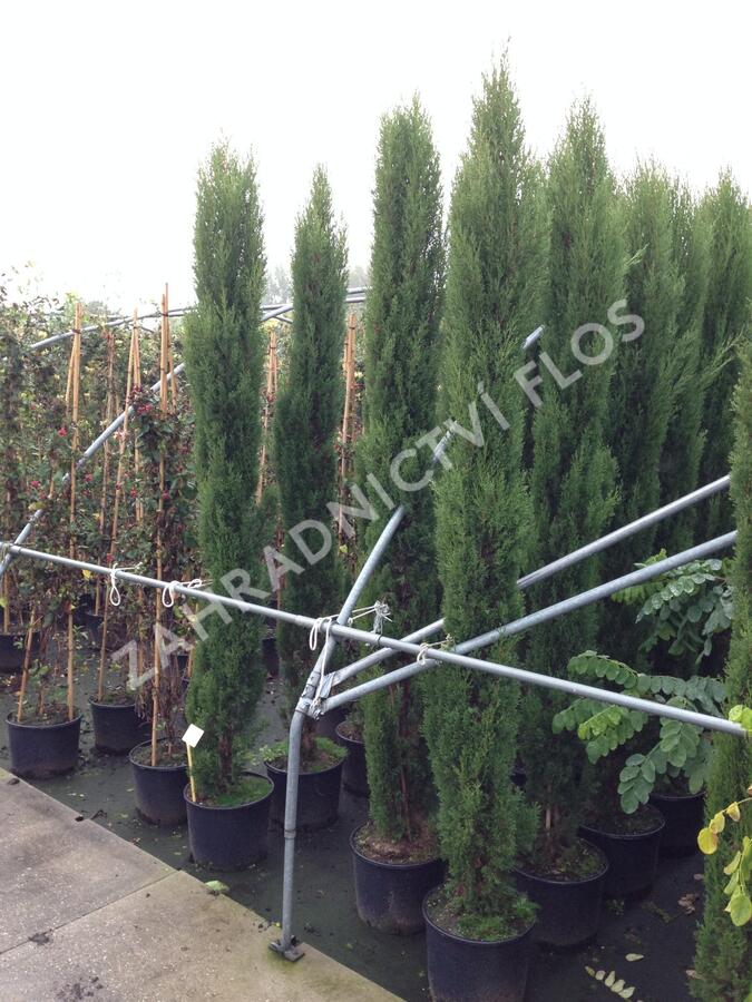 Cypřiš stálezelený 'Pyramidalis' - Cupressus sempervirens 'Pyramidalis'