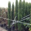 Cypřiš stálezelený 'Pyramidalis' - Cupressus sempervirens 'Pyramidalis'