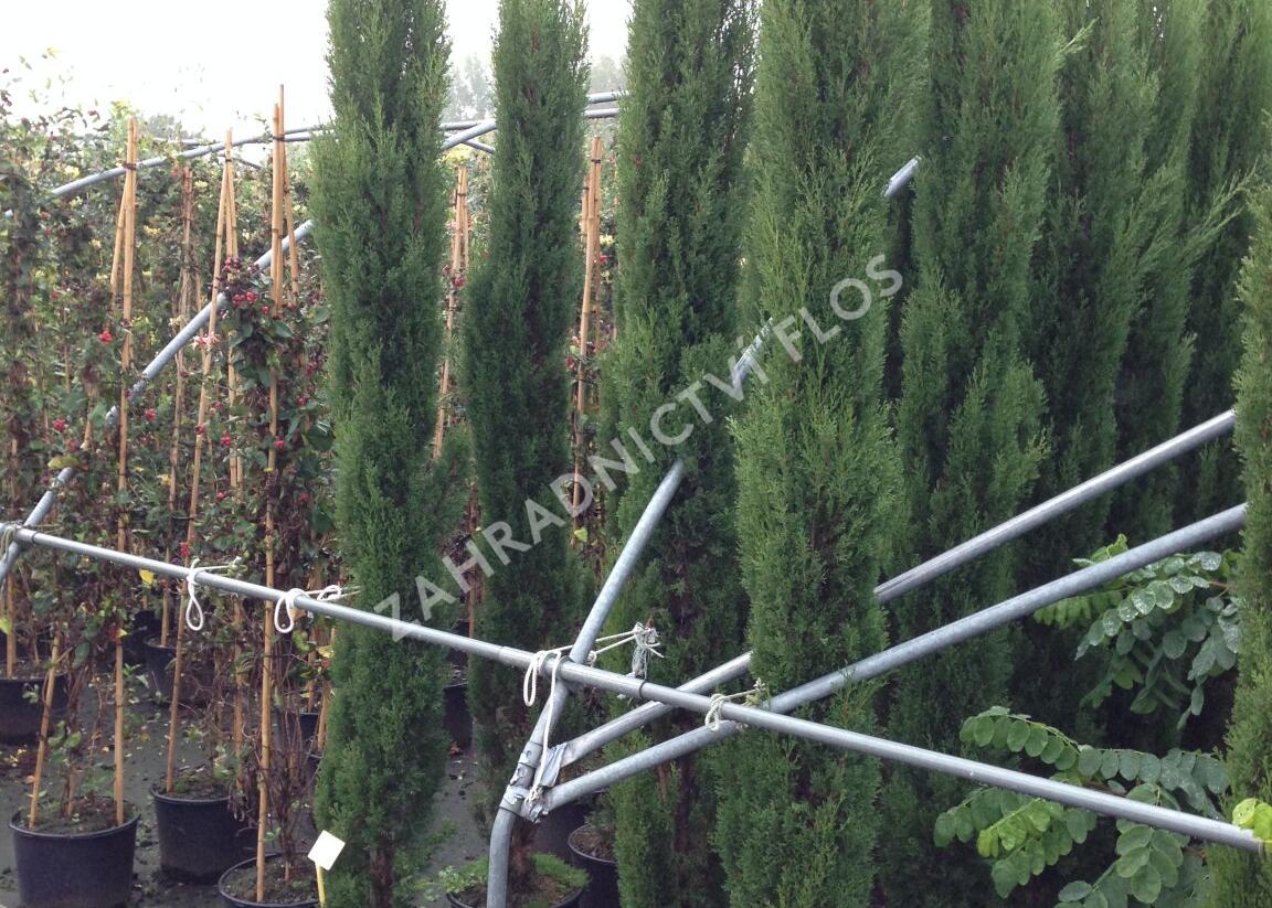 Cypřiš stálezelený 'Pyramidalis' - Cupressus sempervirens 'Pyramidalis'