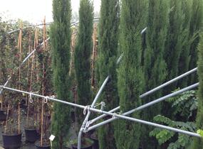 Cypřiš stálezelený 'Pyramidalis' - Cupressus sempervirens 'Pyramidalis'