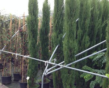 Cypřiš stálezelený 'Pyramidalis'