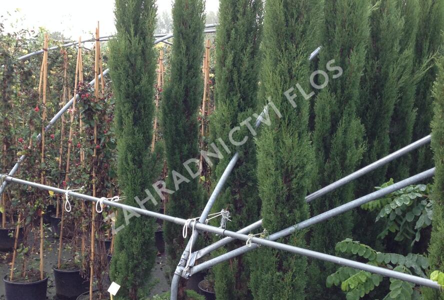 Cypřiš stálezelený 'Pyramidalis' - Cupressus sempervirens 'Pyramidalis'