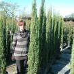 Cypřiš stálezelený 'Pyramidalis' - Cupressus sempervirens 'Pyramidalis'