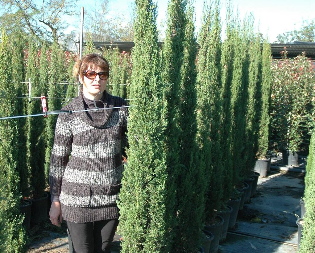 Cypřiš stálezelený 'Pyramidalis' - Cupressus sempervirens 'Pyramidalis'