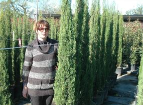 Cypřiš stálezelený 'Pyramidalis' - Cupressus sempervirens 'Pyramidalis'