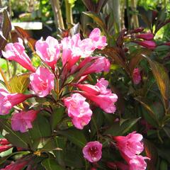 Vajgélie květnatá 'Purpurea' - Weigela florida 'Purpurea'