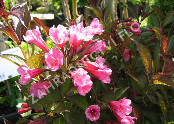 Vajgélie květnatá 'Purpurea' - Weigela florida 'Purpurea'