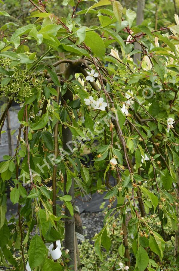 Jabloň okrasná 'Fontana' - Malus 'Fontana'