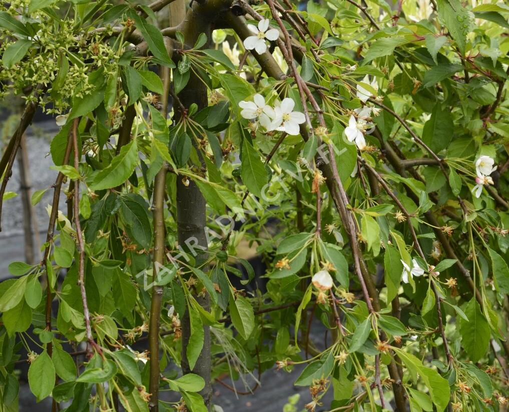 Jabloň okrasná 'Fontana' - Malus 'Fontana'
