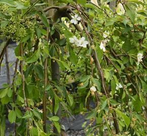 Okrasná jabloň 'Fontana' - Malus 'Fontana'