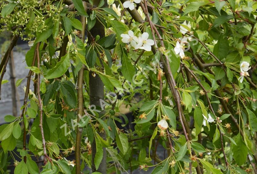Jabloň okrasná 'Fontana' - Malus 'Fontana'