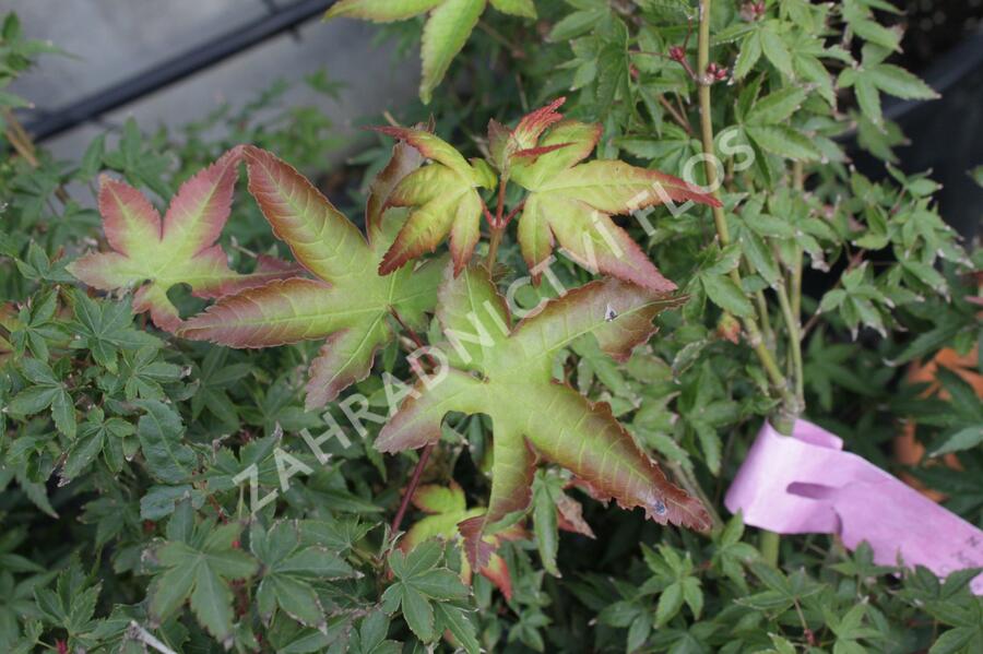 Javor dlanitolistý 'Beni Hime' - Acer palmatum 'Beni Hime'