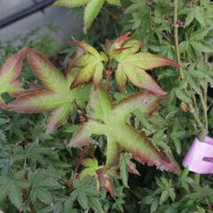 Javor dlanitolistý 'Beni Hime' - Acer palmatum 'Beni Hime'