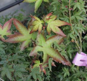 Javor dlanitolistý 'Beni Hime' - Acer palmatum 'Beni Hime'