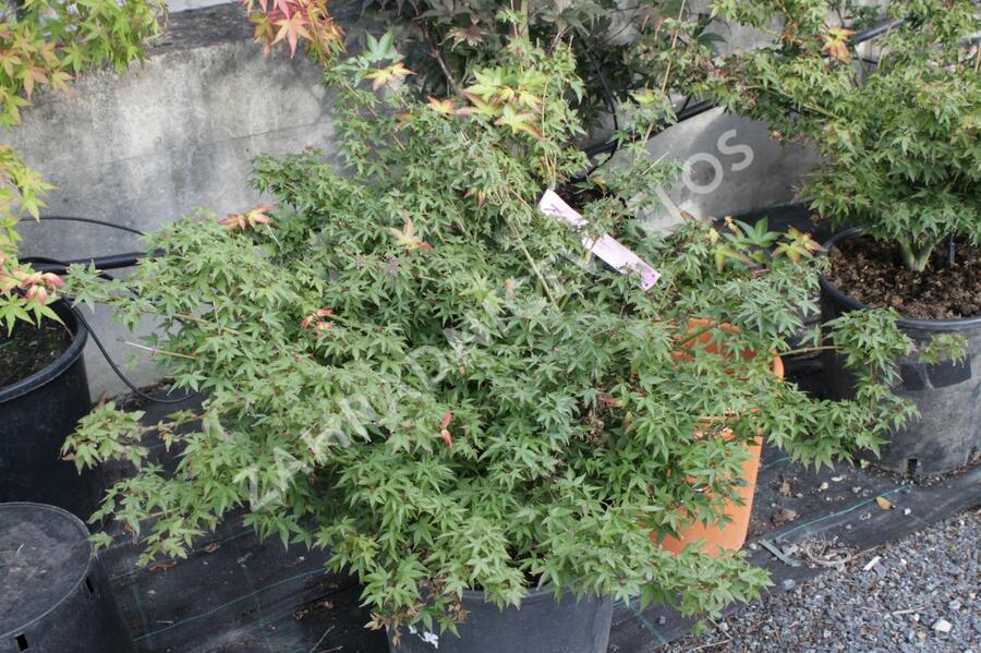 Javor dlanitolistý 'Beni Hime' - Acer palmatum 'Beni Hime'