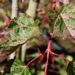 Javor 'Red Flamingo' - Acer conspicuum 'Red Flamingo'