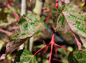 Javor hadí 'Red Flamingo' - Acer conspicuum 'Red Flamingo'