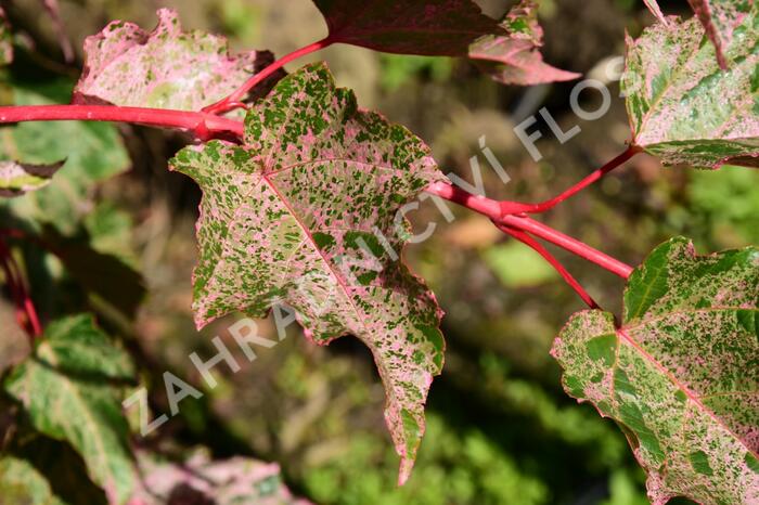 Javor 'Red Flamingo' - Acer conspicuum 'Red Flamingo'