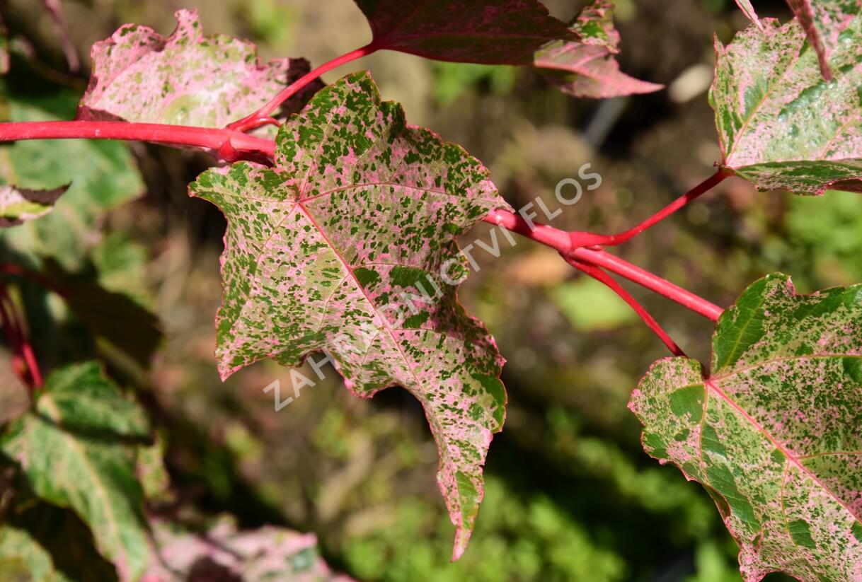Javor hadí 'Red Flamingo' - Acer conspicuum 'Red Flamingo'
