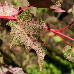 Javor 'Red Flamingo' - Acer conspicuum 'Red Flamingo'