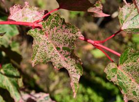 Javor hadí 'Red Flamingo' - Acer conspicuum 'Red Flamingo'