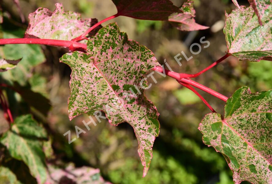 Javor hadí 'Red Flamingo' - Acer conspicuum 'Red Flamingo'