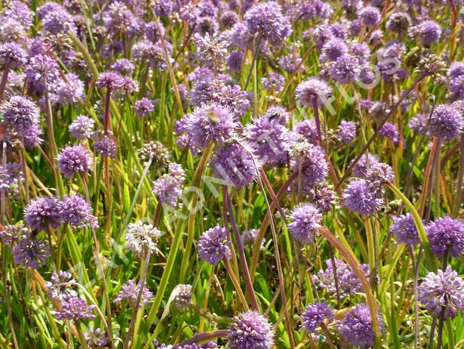 Česnek horský - Allium senescens