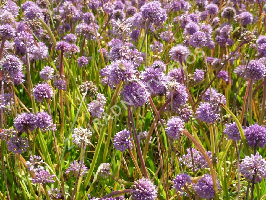 Česnek horský - Allium senescens