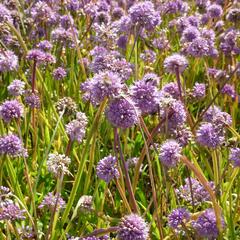 Česnek horský - Allium senescens