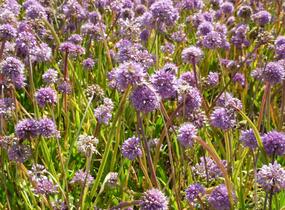 Česnek horský - Allium senescens