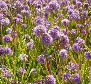 Česnek horský - Allium senescens
