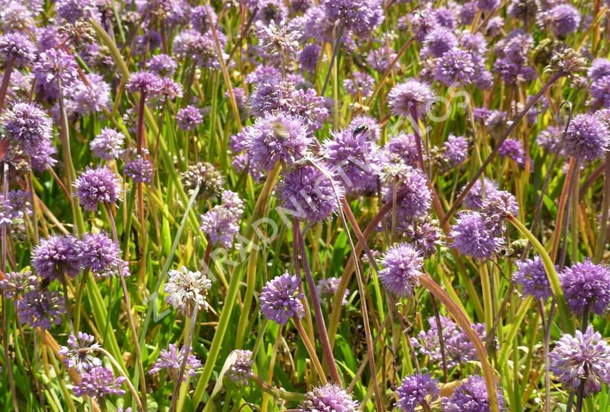 Česnek horský - Allium senescens