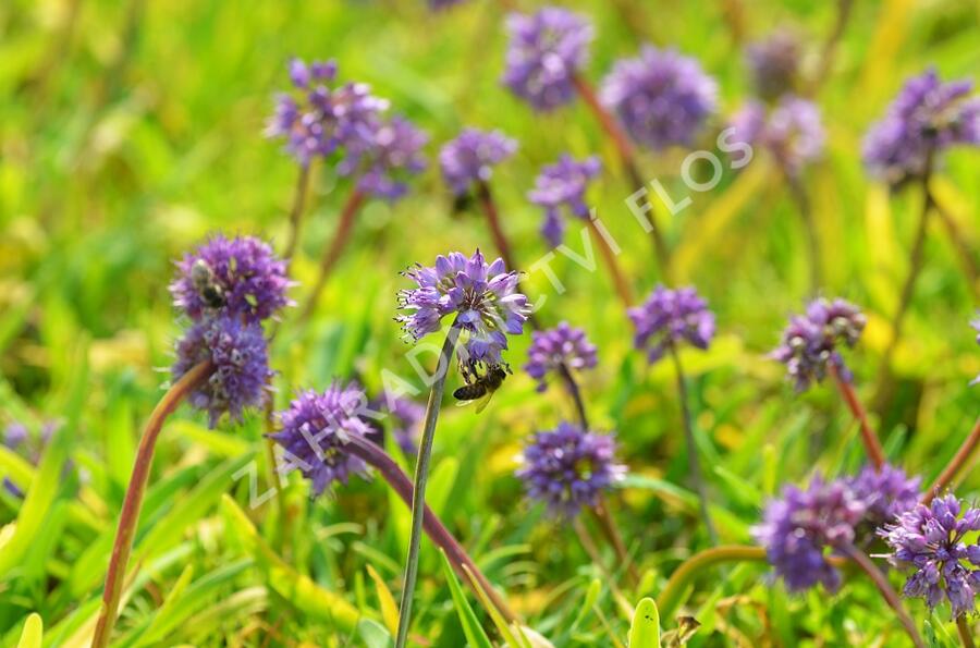 Česnek horský - Allium senescens