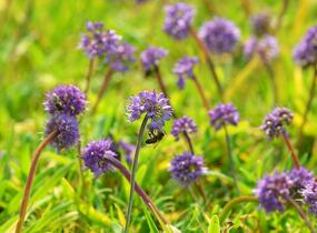 Česnek horský - Allium senescens