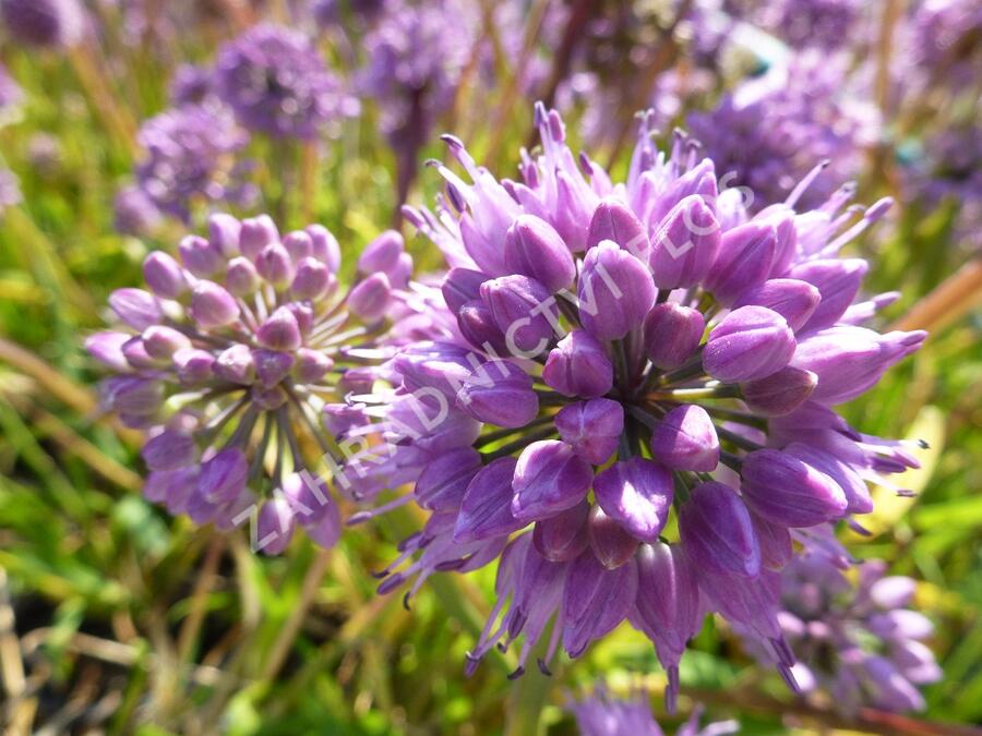 Česnek horský - Allium senescens