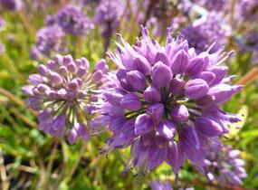 Česnek horský - Allium senescens