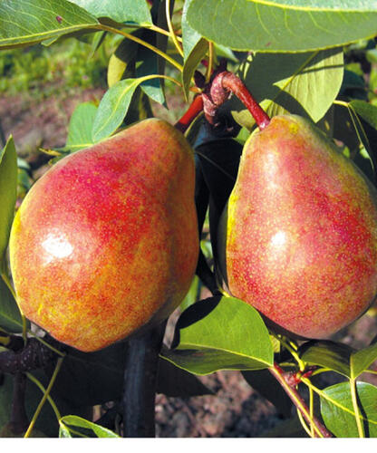 Hrušeň letní 'Isolda' - Pyrus communis 'Isolda'