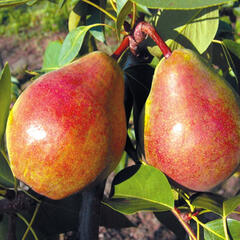 Hrušeň letní 'Isolda' - Pyrus communis 'Isolda'