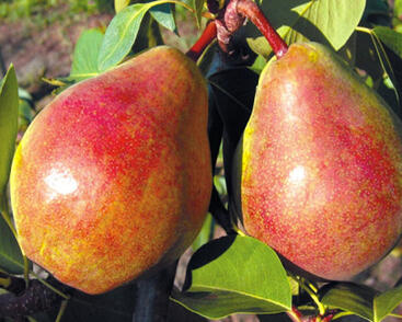 Hrušeň letní 'Isolda'