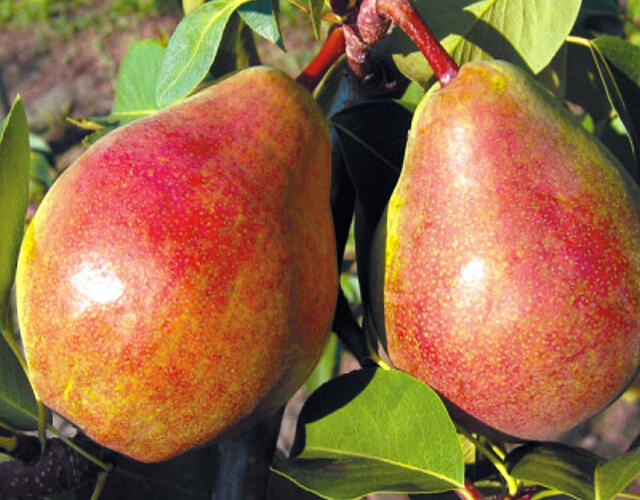 Hrušeň letní 'Isolda' - Pyrus communis 'Isolda'
