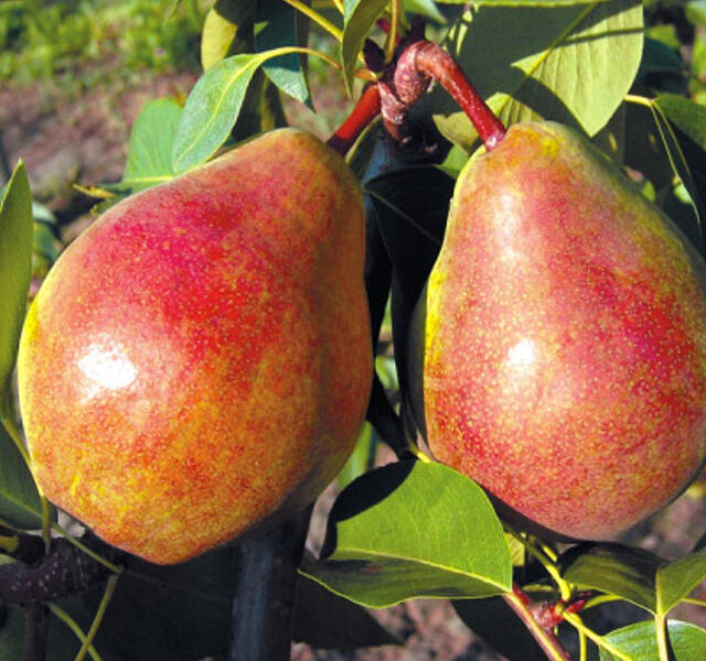 Hrušeň letní 'Isolda' - Pyrus communis 'Isolda'