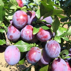 Pološvestka - velmi pozdní 'President' - Prunus domestica 'President'