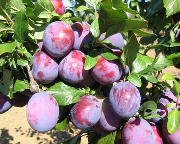 Pološvestka velmi pozdní 'President'