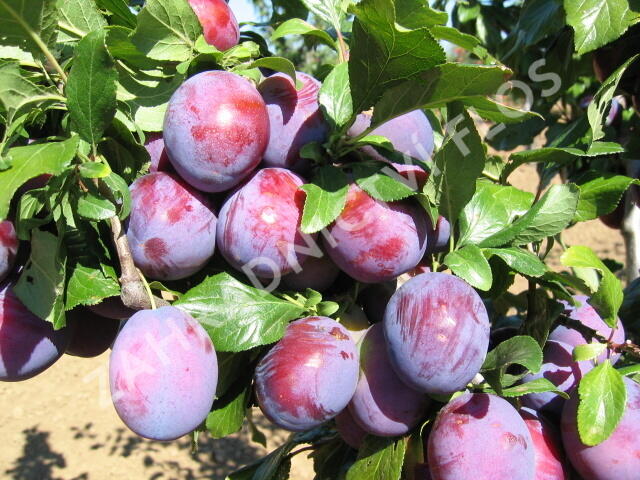 Pološvestka velmi pozdní 'President' - Prunus domestica 'President'