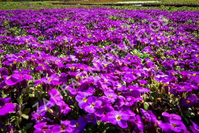 Tařička kosníkovitá 'Audrey Deep Blue Shades' - Aubrieta deltoides 'Audrey Deep Blue Shades'