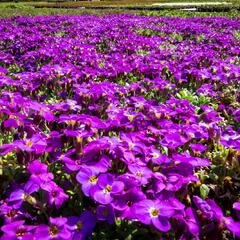 Tařička kosníkovitá 'Audrey Deep Blue Shades' - Aubrieta deltoides 'Audrey Deep Blue Shades'